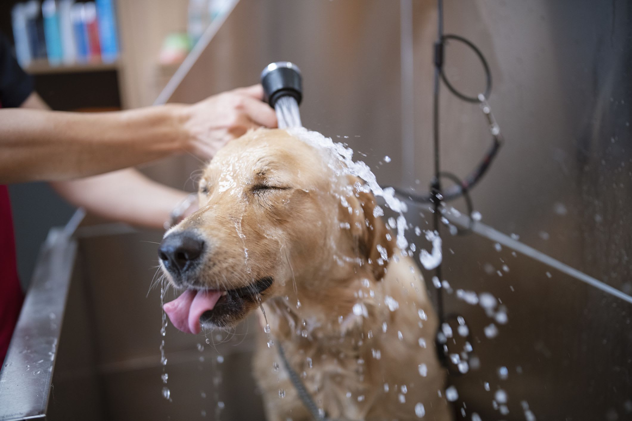 Pet Wash Station